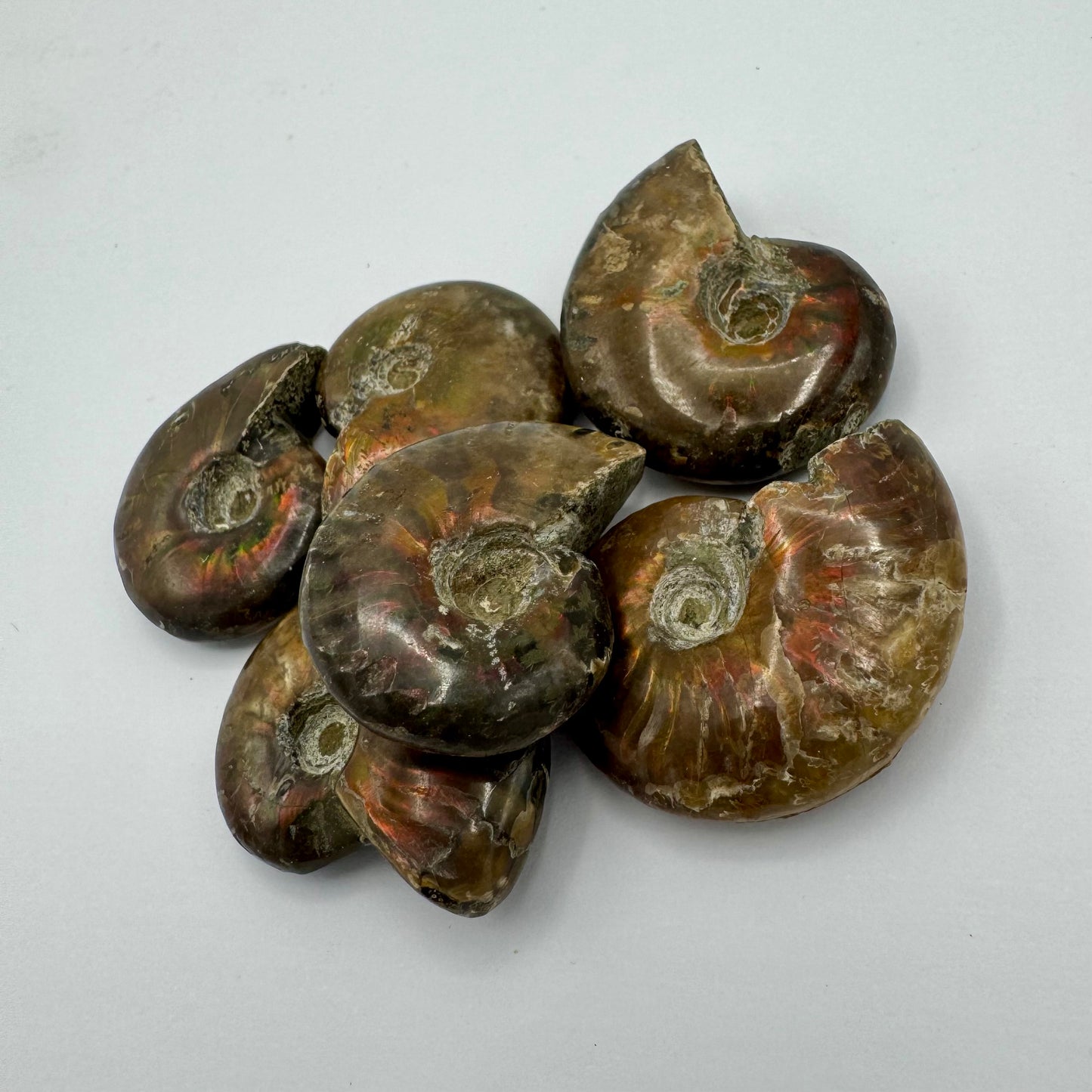 Ammonite