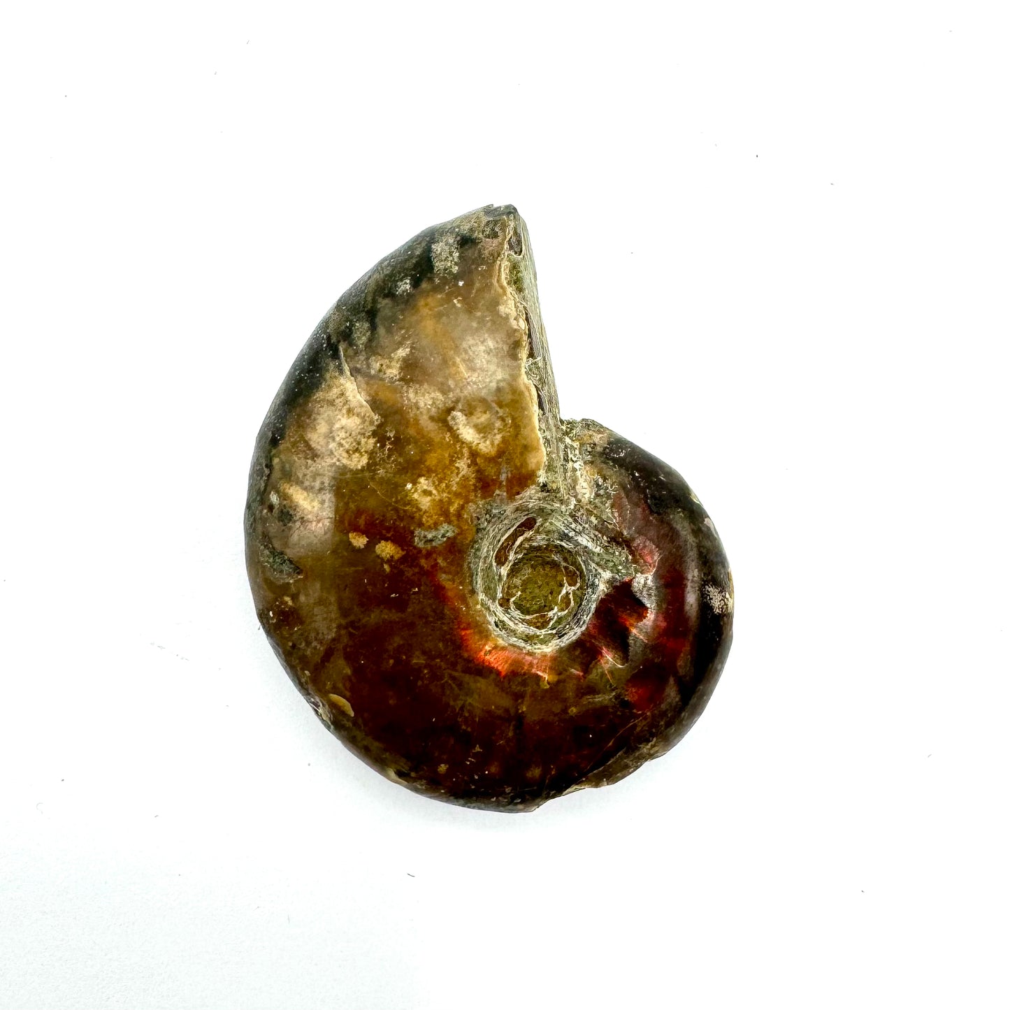 Ammonite