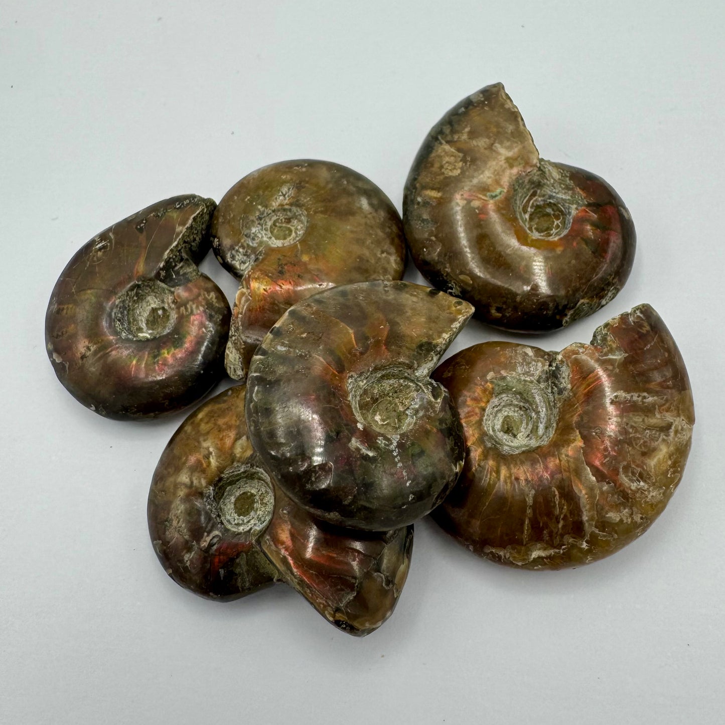 Ammonite