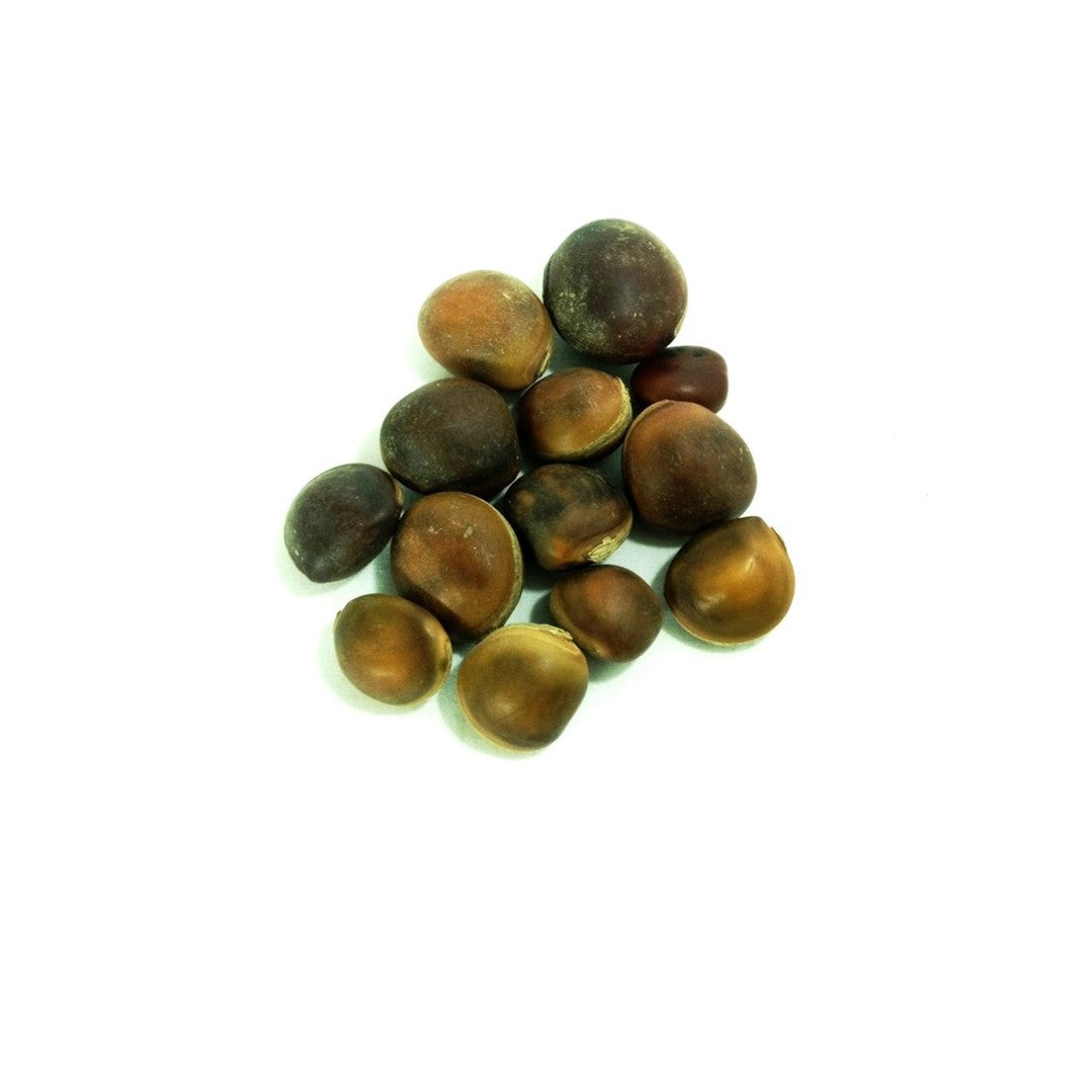 Semente Olho de Boi - Essencia Pura