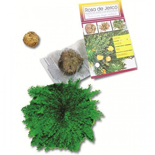 Rosa de Jericó - Planta da Renovação